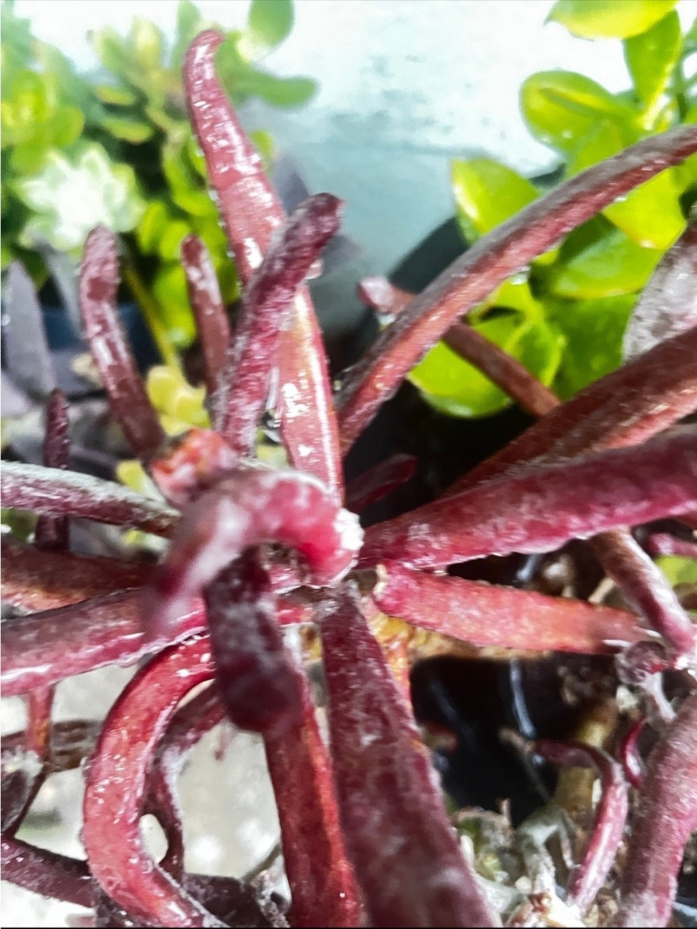 Beautiful burgundy pencil like succulent plant cuttings - Picture 3 of 7